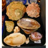 Shells, to include conch, clam, a carved tiger cowrie shell with a deer scene, etc. (1 tray)