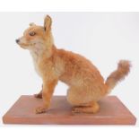 Taxidermy. A fox cub, modelled in seated pose, raised on a rectangular oak base, 45.5cm wide.