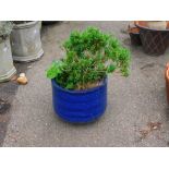 A potted shrub, contained in a shaped blue glazed planted of ribbed circular form 32cm high.