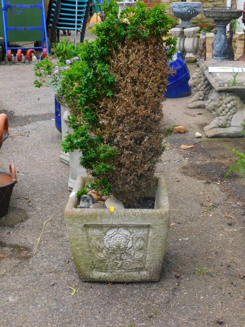 A concrete planter, of shaped square form 30cm high containing a shrub,