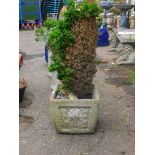 A concrete planter, of shaped square form 30cm high containing a shrub,