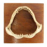 A sharks jaw with teeth, on hardboard mount, 35cm wide overall.