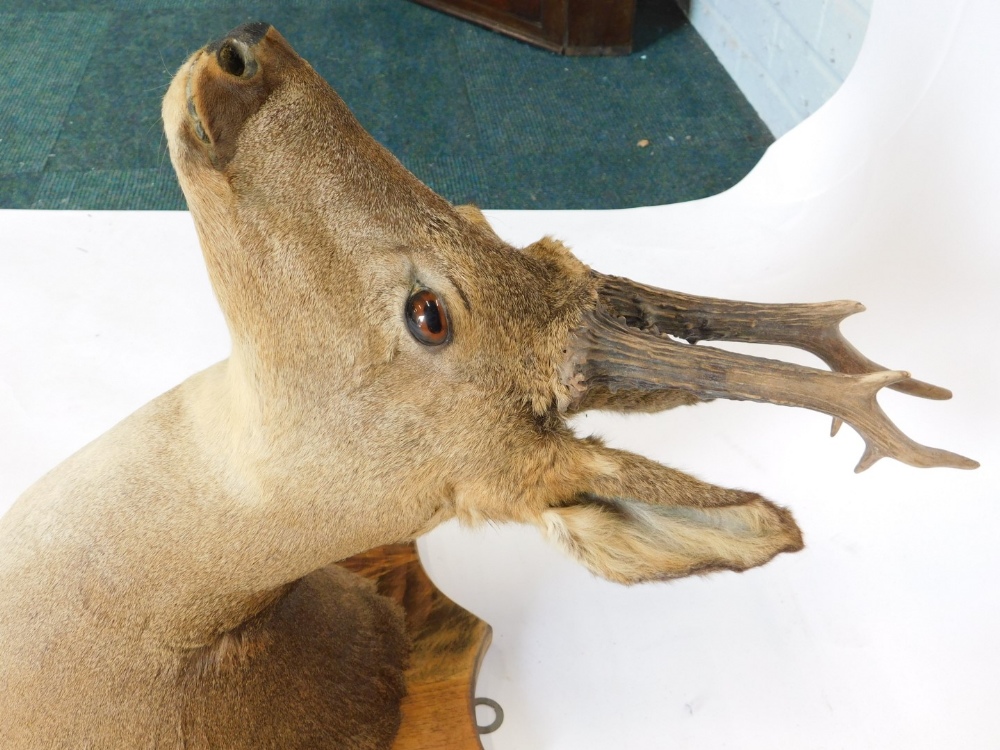 A taxidermy deer's head, with shield mount, 47cm deep. - Bild 2 aus 2