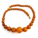 A butterscotch amber necklace, with graduated beads, the largest 1.8cm, the smallest 0.5cm, on a str