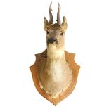 A taxidermy deer's head, with shield mount, 47cm deep.