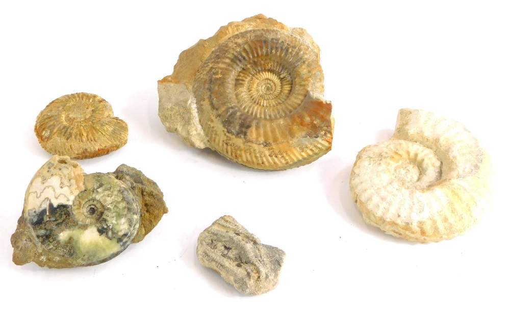 A collection of five fossilized ammonites , some incomplete.