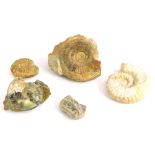 A collection of five fossilized ammonites , some incomplete.