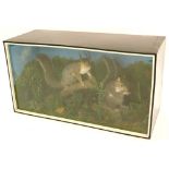Two taxidermied grey squirrels, mounted in a glazed case, with naturalistic base and ebonised border