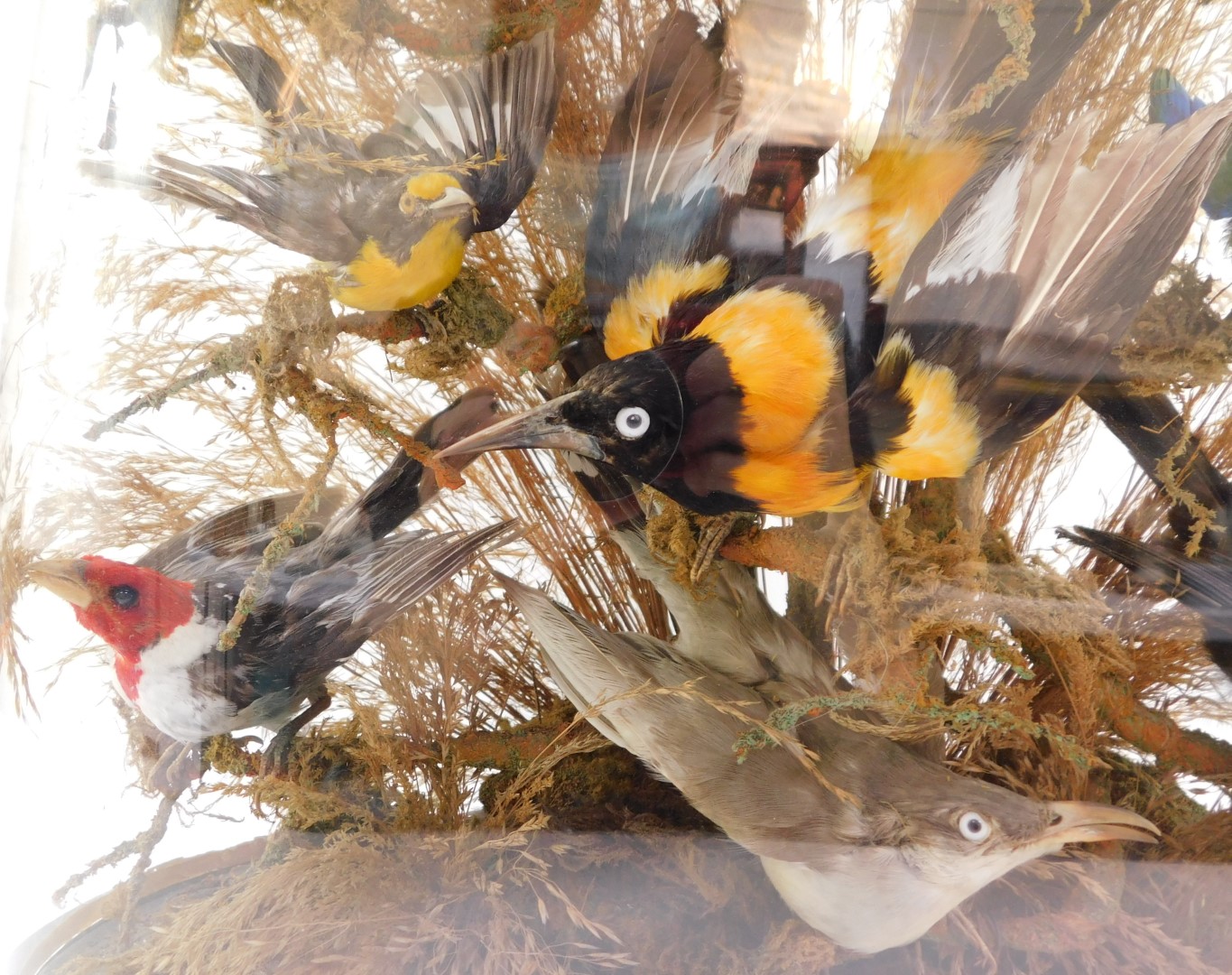 Taxidermy. A montage of humming and other exotic birds, twelve in total, modeled perched on branches - Image 3 of 5