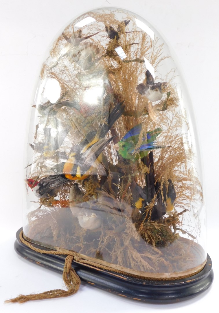 Taxidermy. A montage of humming and other exotic birds, twelve in total, modeled perched on branches - Image 4 of 5