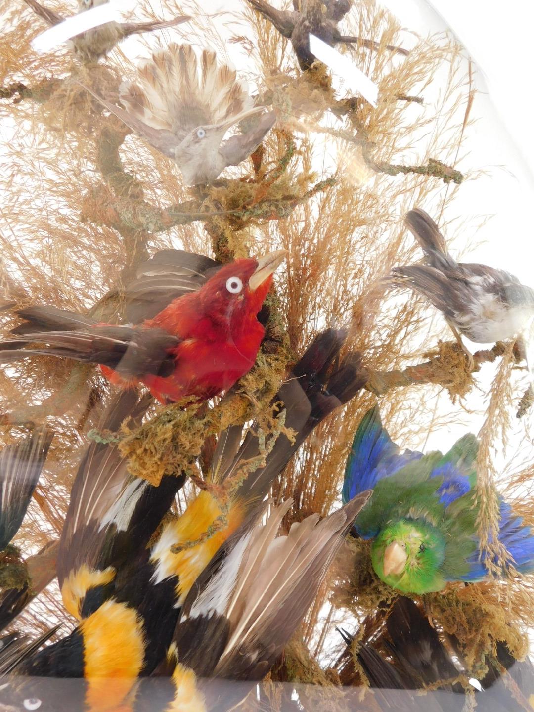 Taxidermy. A montage of humming and other exotic birds, twelve in total, modeled perched on branches - Image 2 of 5