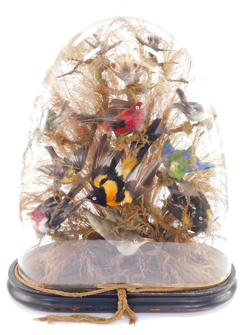 Taxidermy. A montage of humming and other exotic birds, twelve in total, modeled perched on branches