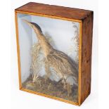 A taxidermy bittern, in rectangular glass display case with reeded supports and pine borders, 65cm h