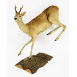 A taxidermy figure of a mounted deer bucking, on a split log base, 90cm high, 100cm wide, approximat