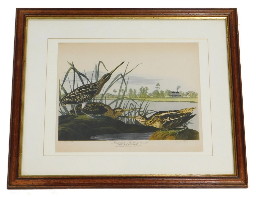 R. Havell after J J Audubon. American Snipe, coloured print, 28cm x 33cm.