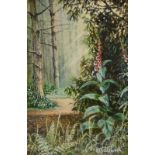 Eric L. Littlewood (b.1930). Foxgloves Willingham Woods, watercolour, signed and titled verso, 11.5