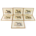 Seven early 20thC equestrian photographic prints on canvas, framed and glazed, comprising Lord Durha