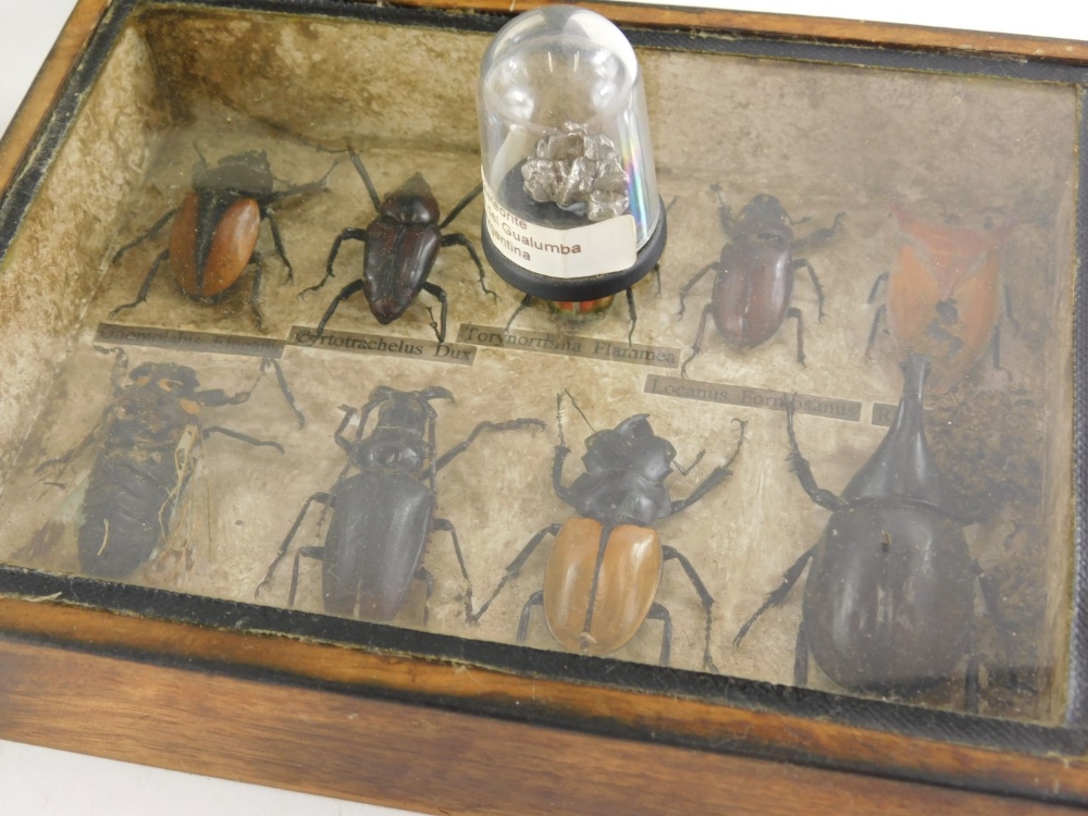 A cased specimen of various beetles, other natural to include Torynorrhinn Flammea in fitted case, 2 - Bild 4 aus 4