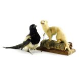 A mid 20thC taxidermied figure of a stoat, on a naturalistic setting and wooden plinth base, 25cm hi