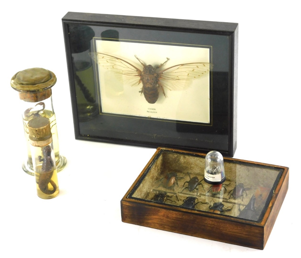 A cased specimen of various beetles, other natural to include Torynorrhinn Flammea in fitted case, 2