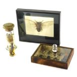 A cased specimen of various beetles, other natural to include Torynorrhinn Flammea in fitted case, 2