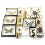 Various insect specimens in perspex cases, to include butterflies, tarantula, 11cm wide, etc. (a qua