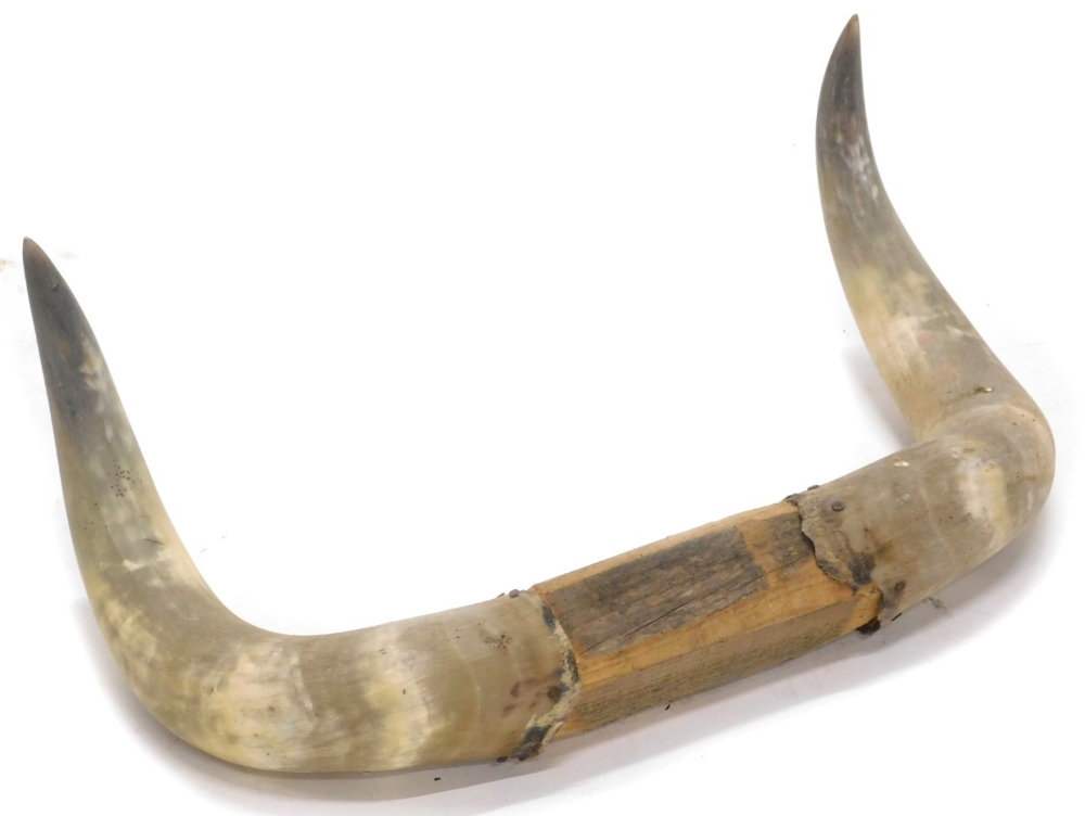 Two pairs of cow or buffalo horns, 83cm, 54cm wide respectively. - Bild 2 aus 2