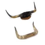 Two pairs of cow or buffalo horns, 83cm, 54cm wide respectively.