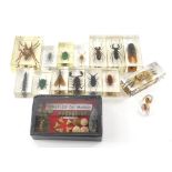 Various insect specimens in perspex cases, to include spiders, Dobsonfly larva 7cm wide, emerald bee