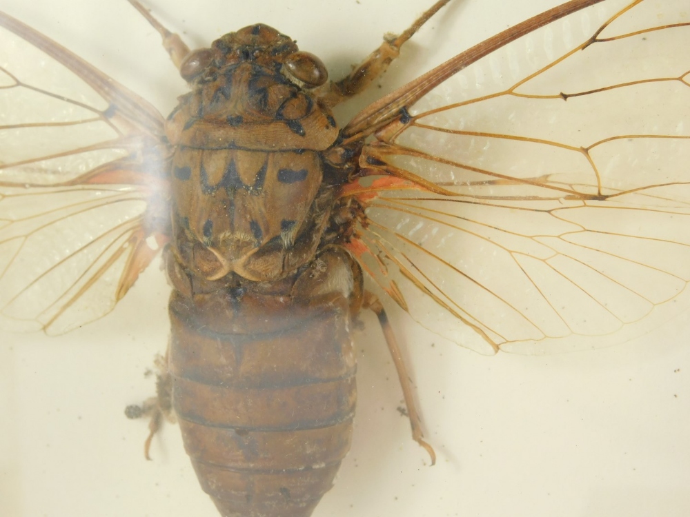 A cased specimen of various beetles, other natural to include Torynorrhinn Flammea in fitted case, 2 - Bild 2 aus 4