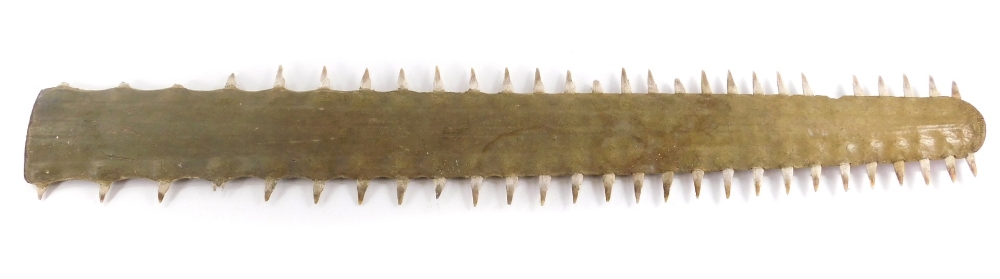 An unworked swordfish rostrum, with fifty four teeth, 91cm long, c1940-1950. Sold with Cites licence