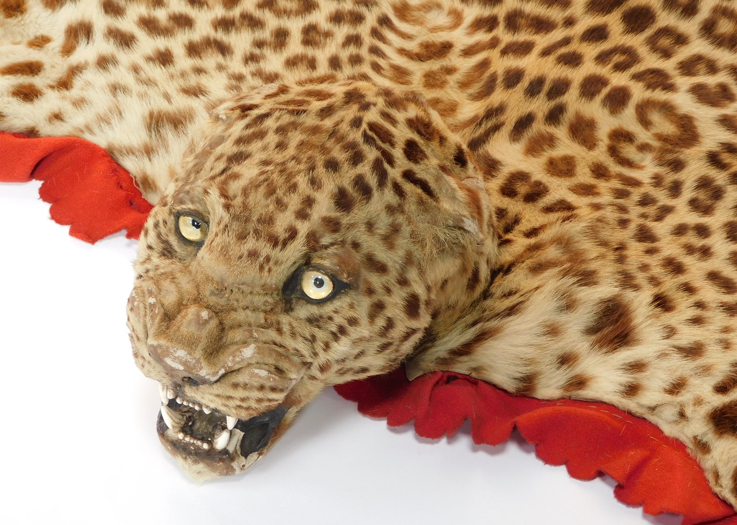 A leopard skin rug, complete with head, lined and backed, 198cm wide. NOTE : CITES Annex A, Appendi - Image 6 of 6