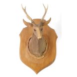 A carved wooden bust of a stag, with three pronged antlers, shield mounted, 66cm high.