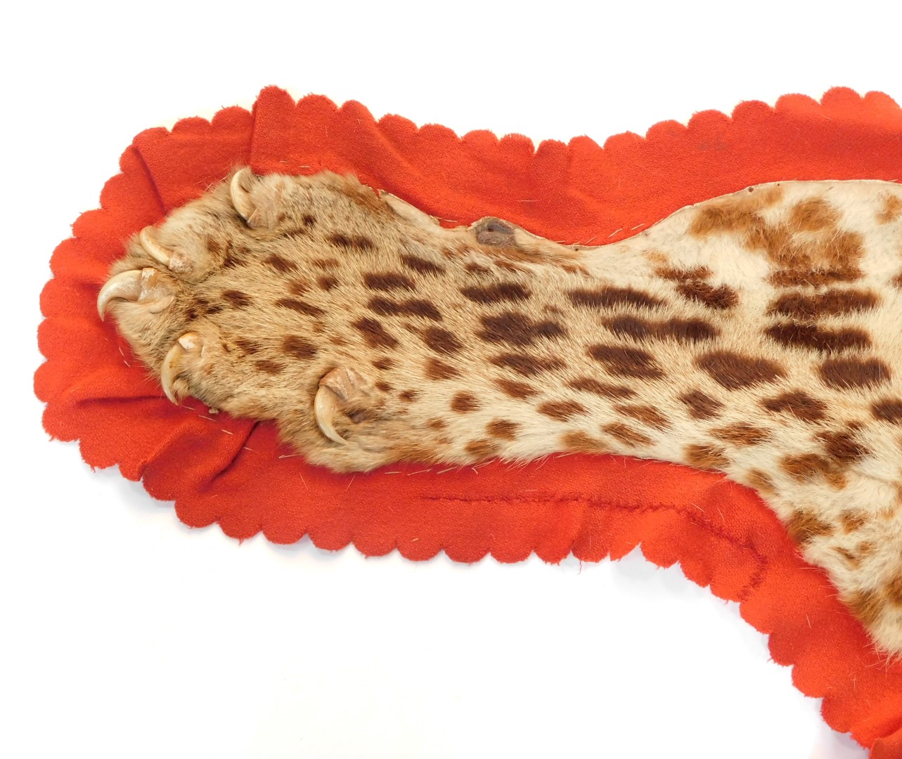 A leopard skin rug, complete with head, lined and backed, 198cm wide. NOTE : CITES Annex A, Appendi - Image 5 of 6