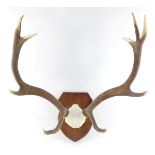A pair of five prong deer antlers, oak shield mounted, 63cm high.