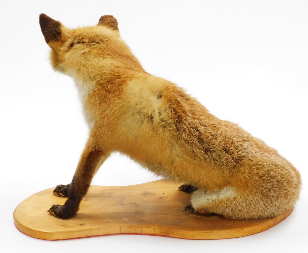 A taxidermied fox, on wooden plinth, 43cm high, 56cm wide. - Image 2 of 2