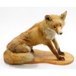A taxidermied fox, on wooden plinth, 43cm high, 56cm wide.