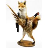 A taxidermy model of a fox, in hunting pose carrying pheasant with rifle, on an oval base, 95cm high