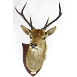 An early 20thC mounted three point stag's head, on oak shield back, marked LENY 14th October 1922, 9