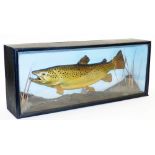 A reproduction cast of a brown trout, in a black painted wooden case in naturalist setting, 30cm hig