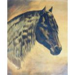 D.M. (early 20thC British School). Study of a horses head, oil on canvas, signed and dated 1902, 33c