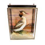 Taxidermy: a great crested grebe, in naturalistic setting, in a glazed wall hanging case, the case 4