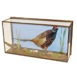 Taxidermy: a cock pheasant, in a glazed wall mounted case, 83cm wide.