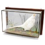 Taxidermy: a leucistic cock pheasant, in glazed case, 77cm long.