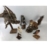 Collection of Taxidermy Birds and red squirrel A/F