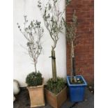 Three Garden pots with planted Trees (possibly Eucalyptus)