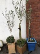 Three Garden pots with planted Trees (possibly Eucalyptus)