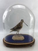 Taxidermy Snipe on naturalistic stone setting in a Victorian Glass dome (dome approx 38 x 36 cm)