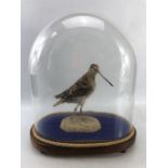 Taxidermy Snipe on naturalistic stone setting in a Victorian Glass dome (dome approx 38 x 36 cm)