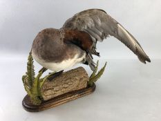 Taxidermy Wigeon on a Naturalistic base; Widgeon preening feathers total height approx 28cm